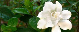 Gardinia blossom, Pretty flower, uplifting flower,nature, inspirational flower