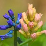 budding hyacinth