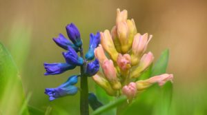 budding hyacinth